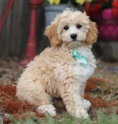 Finley (1)