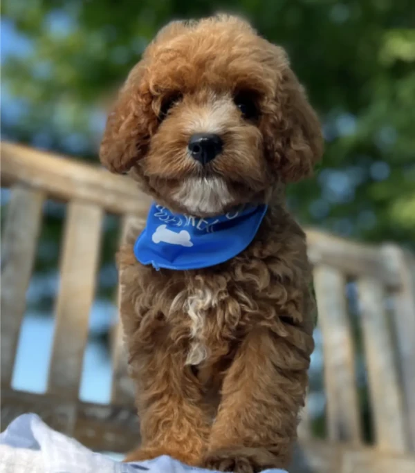 Charlie (2)