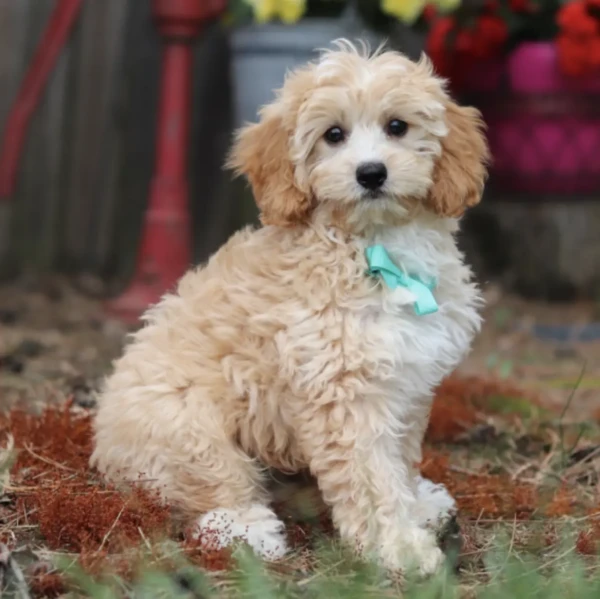 Finley (1)