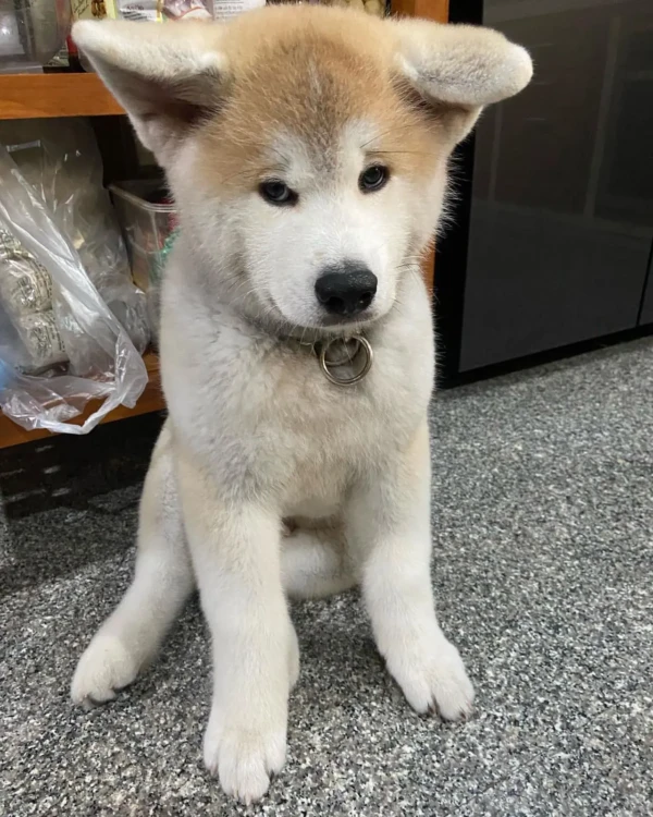 Luka