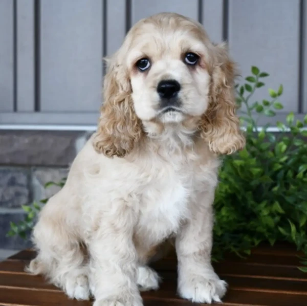 Tino (1)
