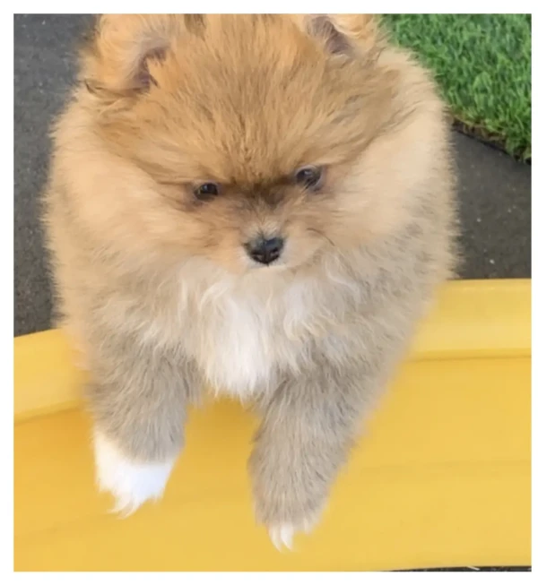 Tyson 2