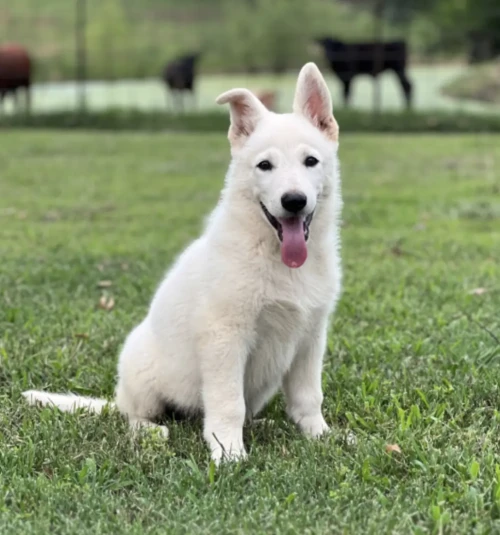 Arlo (4)