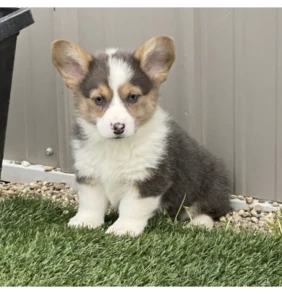 Beau