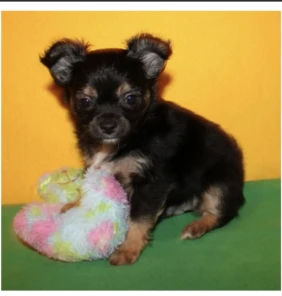 Chico 2