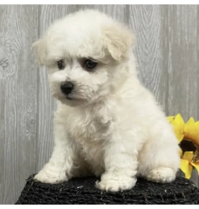 Daisy 2