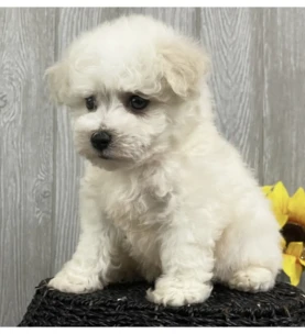 Daisy 2