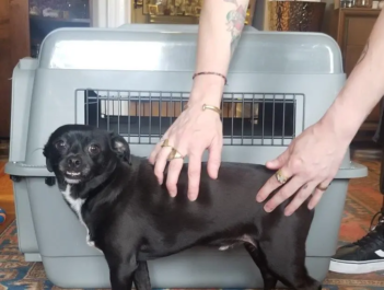 Dog Kennel Photo-3