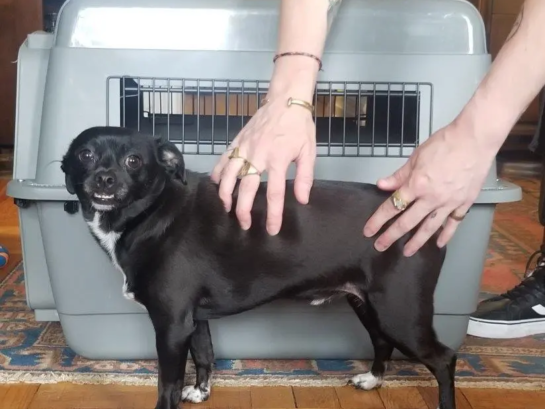 Dog Kennel Photo-3