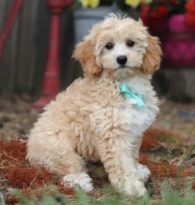 Finley (1)