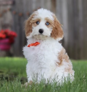 Frankie (1)