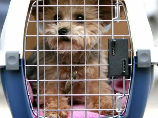 Is-it-safe-to-ship-a-puppy-Citizenshipper-768x439