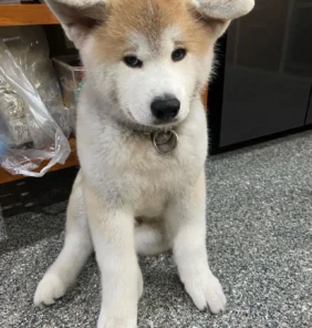 Luka