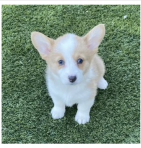 Sophie 