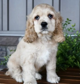 Tino (1)