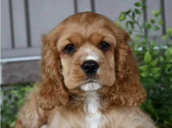 Tucker (4)