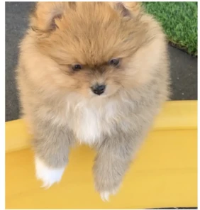 Tyson 2